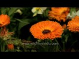 Beautiful Calendula Flowers at full blossom at Mughal Garden, Delhi