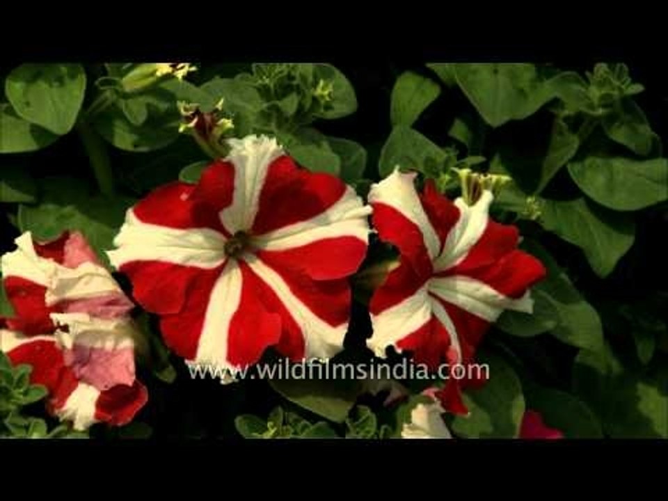 Petunia flowers in full blossom in Rashtrapati Bhavan, Delhi