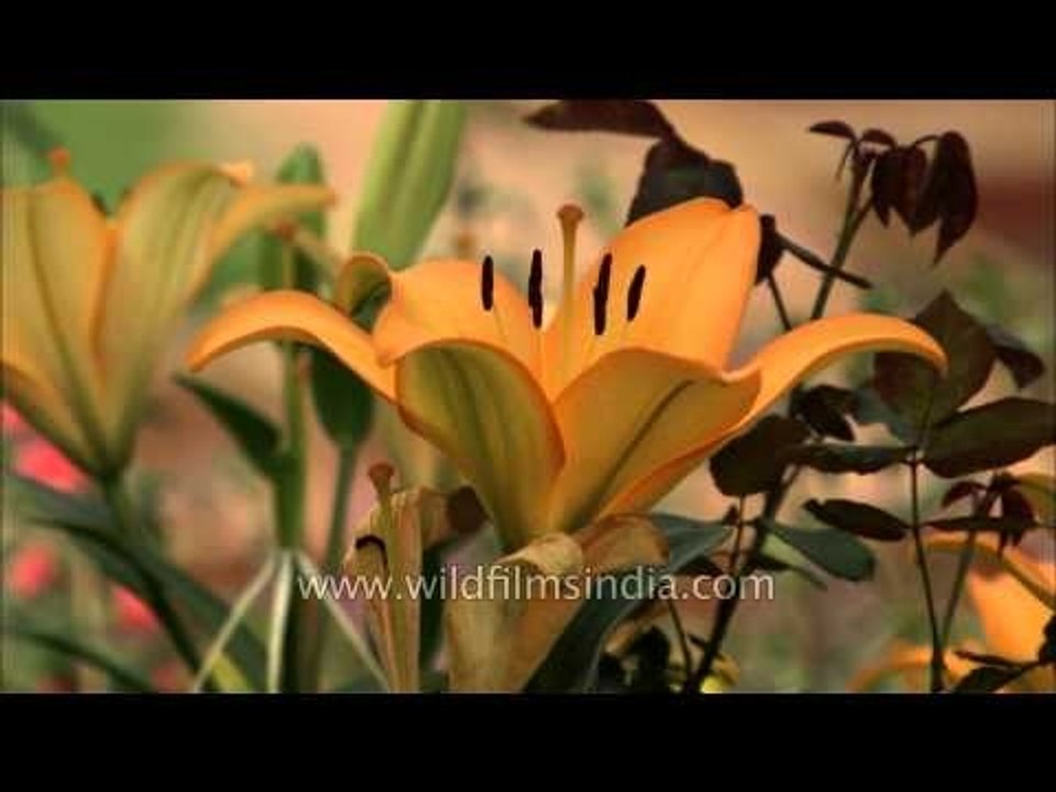 Yellow Asiatic Lily blooms at Mughal Gardens : Delhi