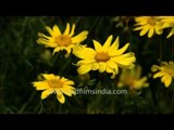 Yellow Daisy Flowers bloom at Mughal Gardens in President's House of India