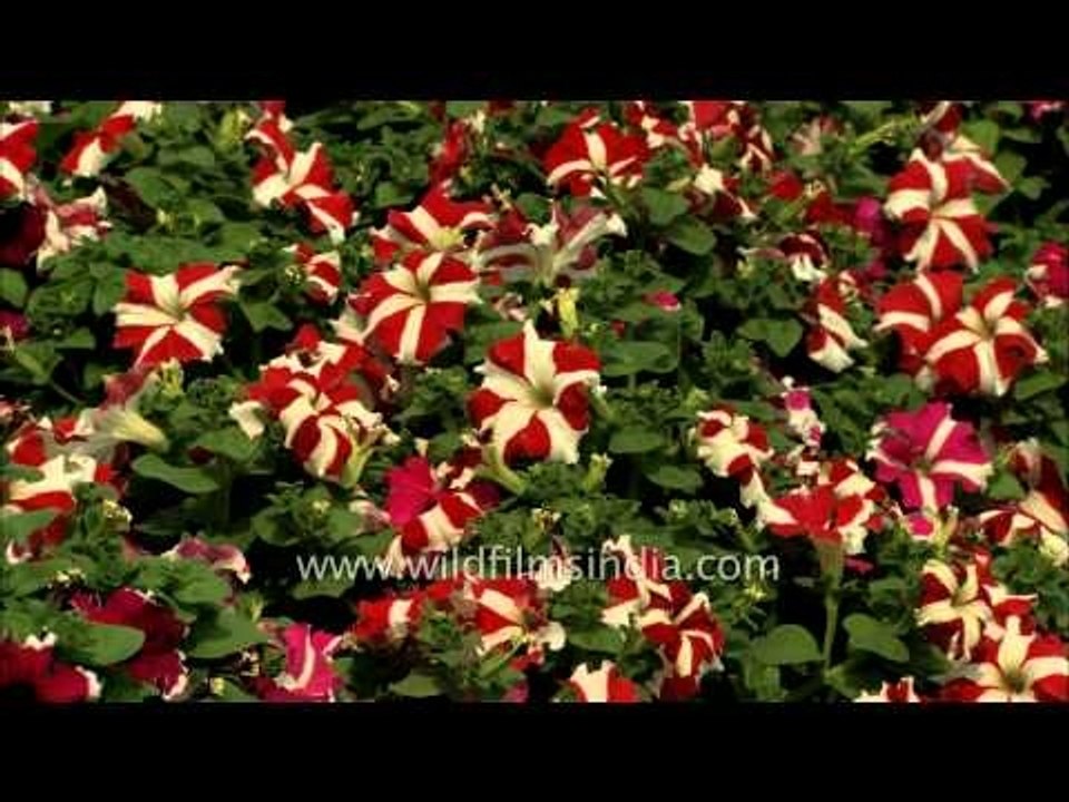 Petunia flowers at Full Blossom at House of the President of India