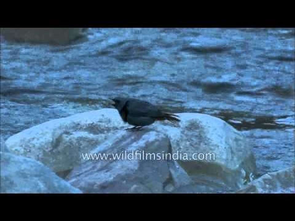 Plumbeous Redstart next to a stream