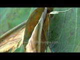 Lovely moth sitting on a leaf - help us identify it!