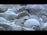 Spur-winged Lapwing stands on one leg along Ramganga river