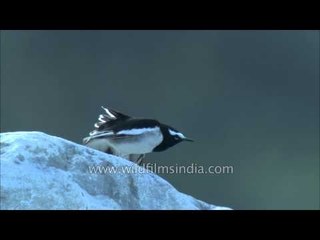 Large Pied Wagtail sitting by a stream