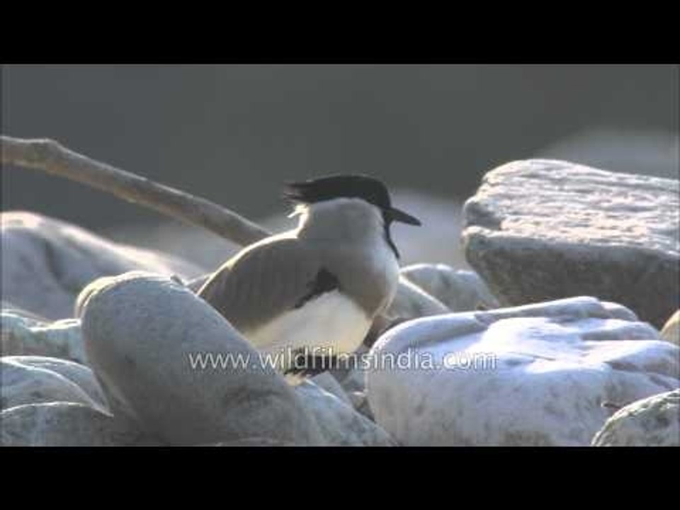 Spurwinged Lapwing along river-bed