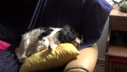 ducky mene une petite vie tranquille