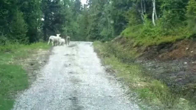 Un loup attaque des moutons en Norvège