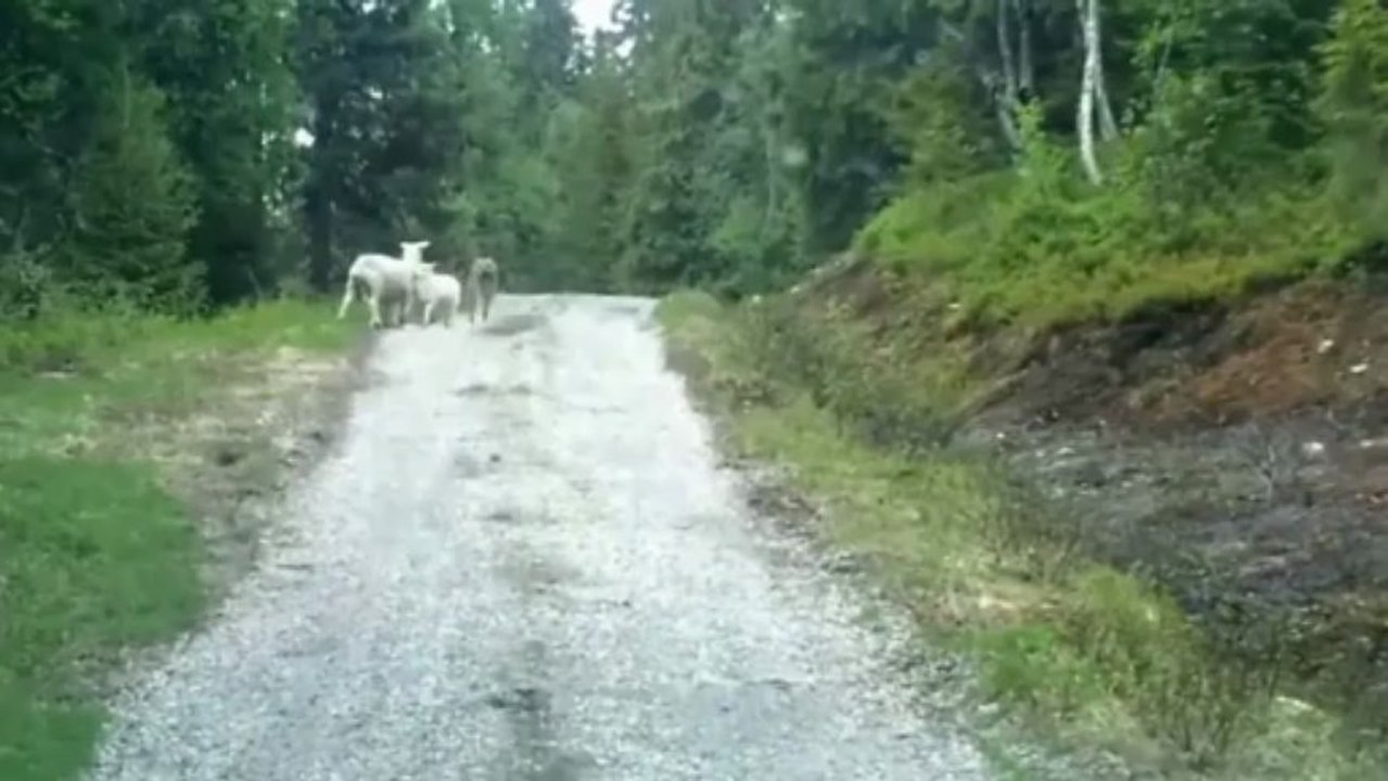Un loup attaque des moutons en Norvège