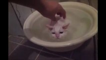 Un chat refuse de quitter son bain il aime l'eau !!