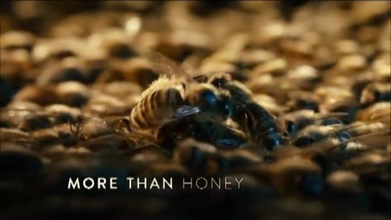 ____des abeilles 1