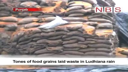 Tones of food grains laid waste in Ludhiana rain