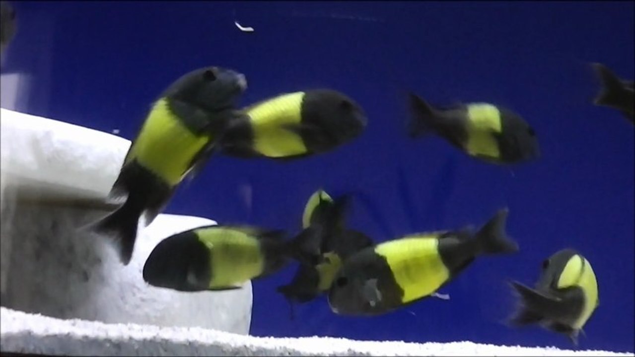 Wild Caught F0 Tropheus İkola Kaiser