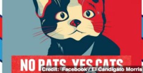 Are Animals the New Political Party in Mexico?