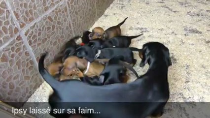 LES CHIOTS DE GINN ET FIZZ - 33 JOURS