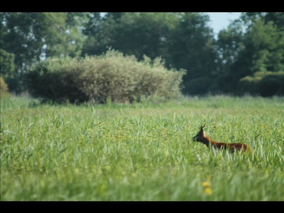 marais du Lac de Grand Lieu  Le 16-06-2013