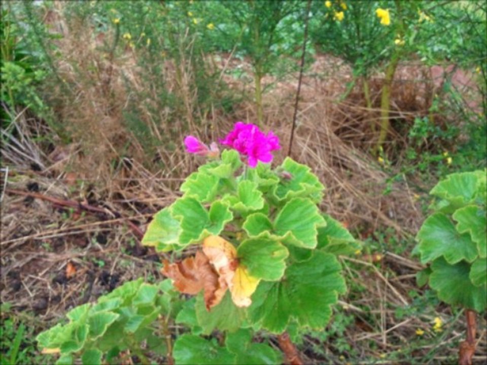 Madeira-Impressionen