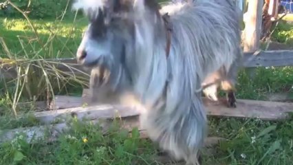 Haiku Compilation #4