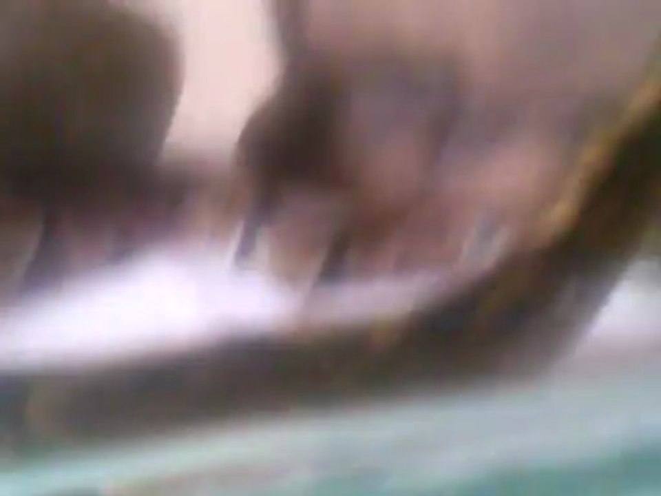 Femelle AC