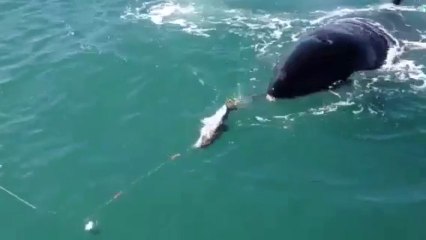 Une orque vole un poisson