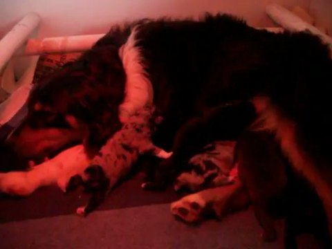 Les chiots de Fibule et Cap ont 3 jours