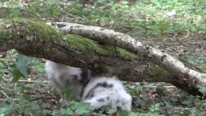 bb eros baby 5 s et demi 475