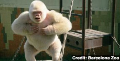 Snowflake the Albino Gorilla Got White Fur Due to Inbreeding