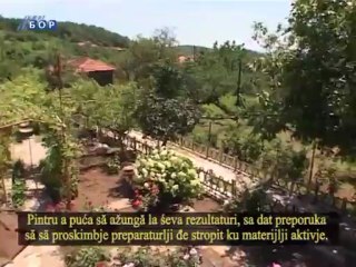 Selo moje (titlovano na vlaškom jeziku), 16. jun 2013.