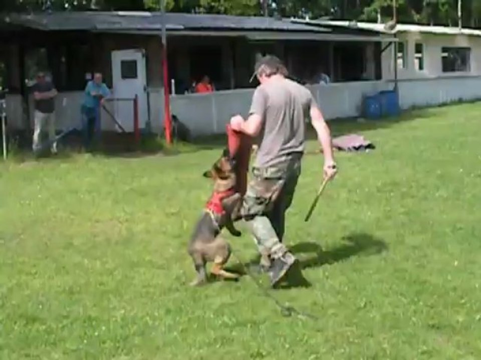 Ivan et Inouck de Machera 3 mois 1/2 fils à Bayard x Sharon