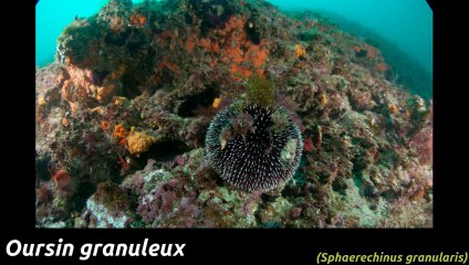 201305 - Estartit - Bio - 02