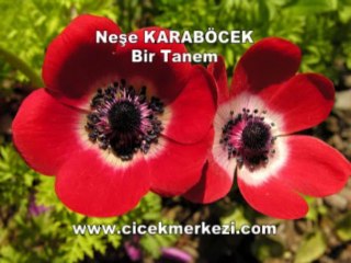 Neşe KARABÖCEK - Bir tanem