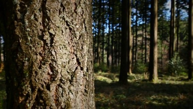 Présentation des Communes forestières