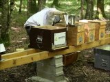 Installation de la ruche parrainée par CONSERTO SAS