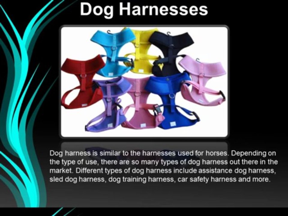 Most Popular Dog Collars and Leashes