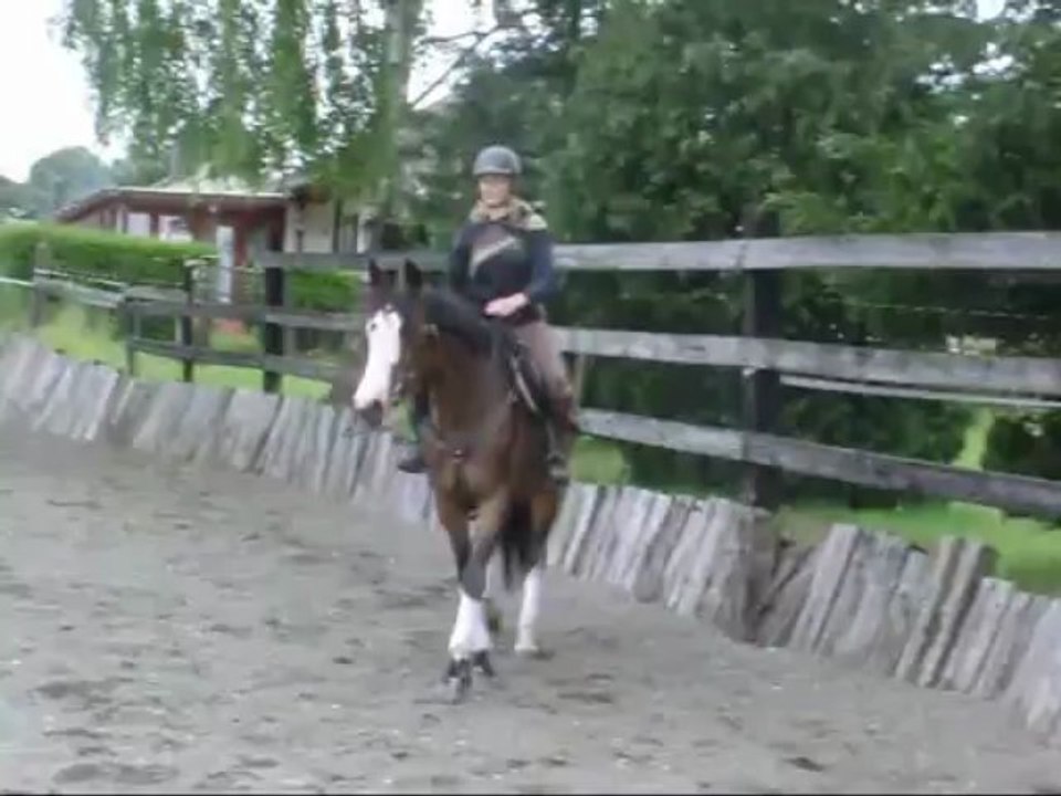2.Voltee.mors.trot