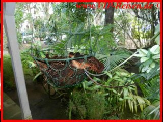Mauritius Kochen im Kolonialhaus Eureka einkauf Markt Kreuzfahrten Fotos