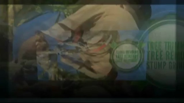 No.1 Experts in lawn services