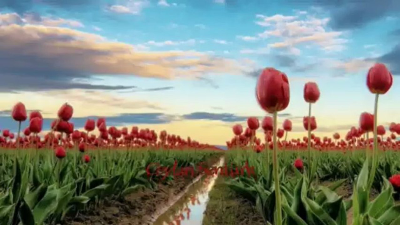 BULAMAZSIN - ZEKİ MÜREN