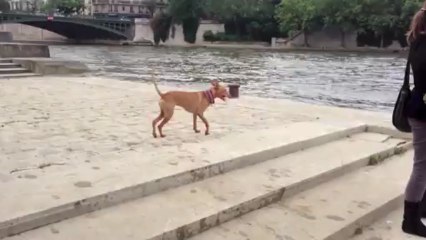 Milo et Aitch au bord de la Seine