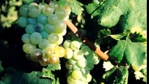 Vente - Propriété viticole Brignoles