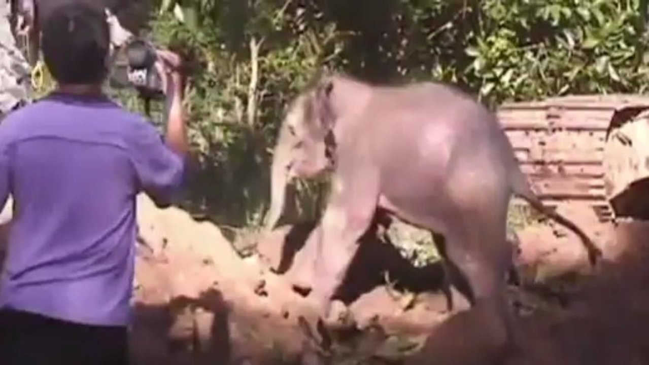 Elefanten-Baby aus Brunnen gerettet: Tier-Drama mit Happy End