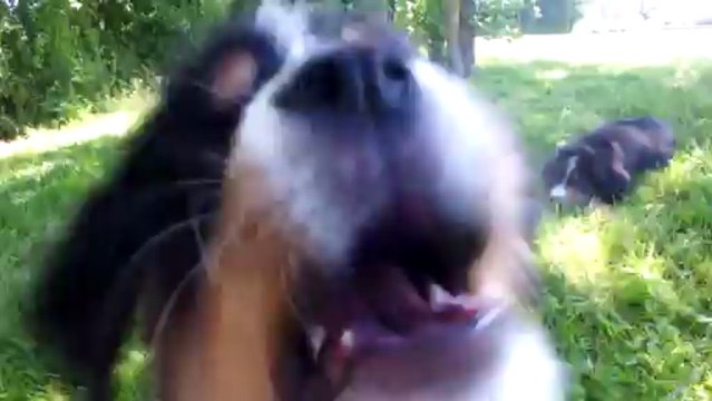 les chiots bouvier bernois s'amusent