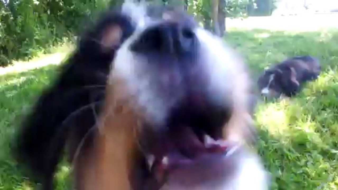les chiots bouvier bernois s'amusent