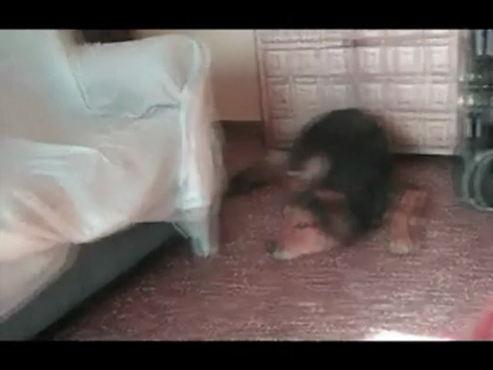 DEDICADO A MI PERRO CRAUCH
