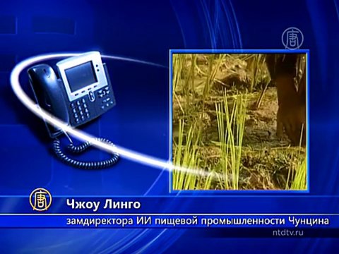 В крови китайцев нашли слишком много металлов