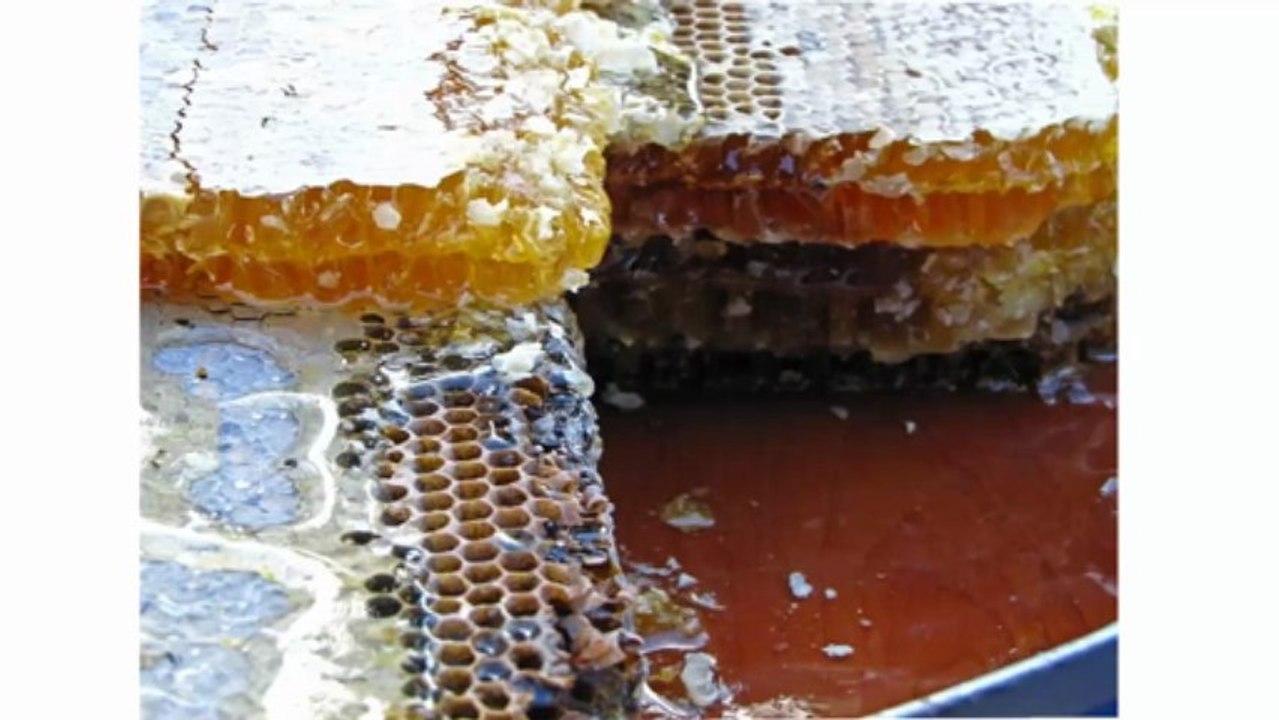 Propolis kaufen im honeycomb shop