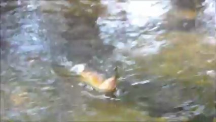 relâche farios cozon juin 2013