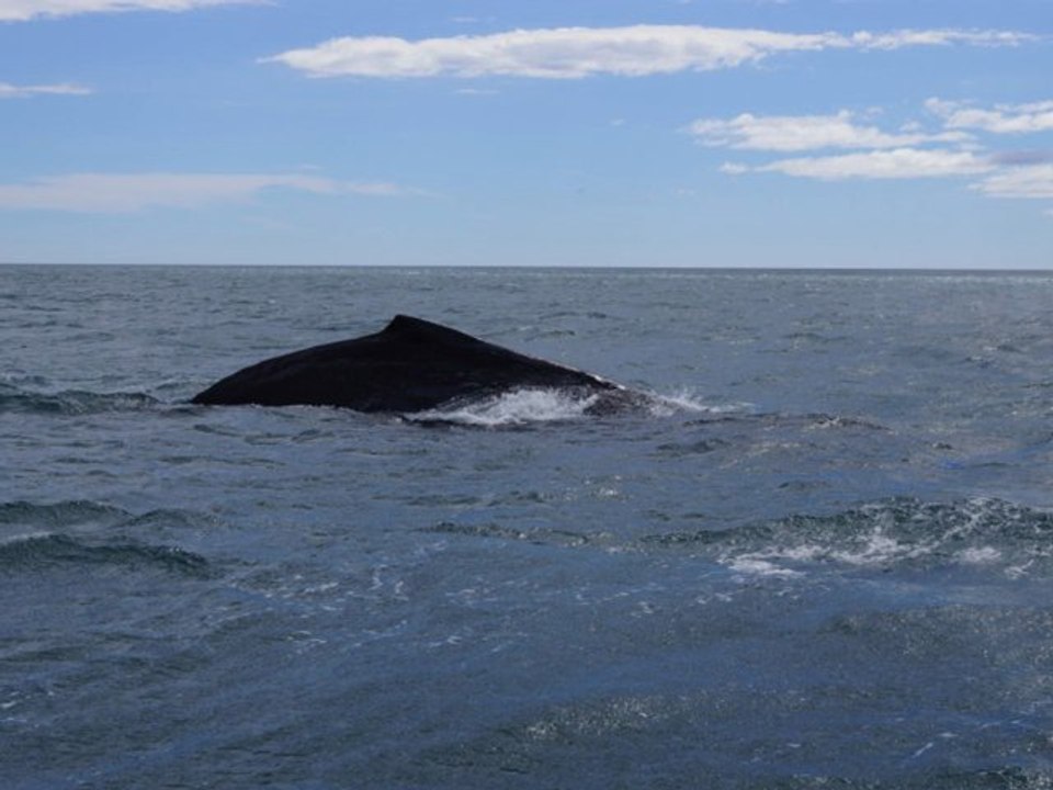 Rencontre avec une baleine ( Rorqual Rodolphi )