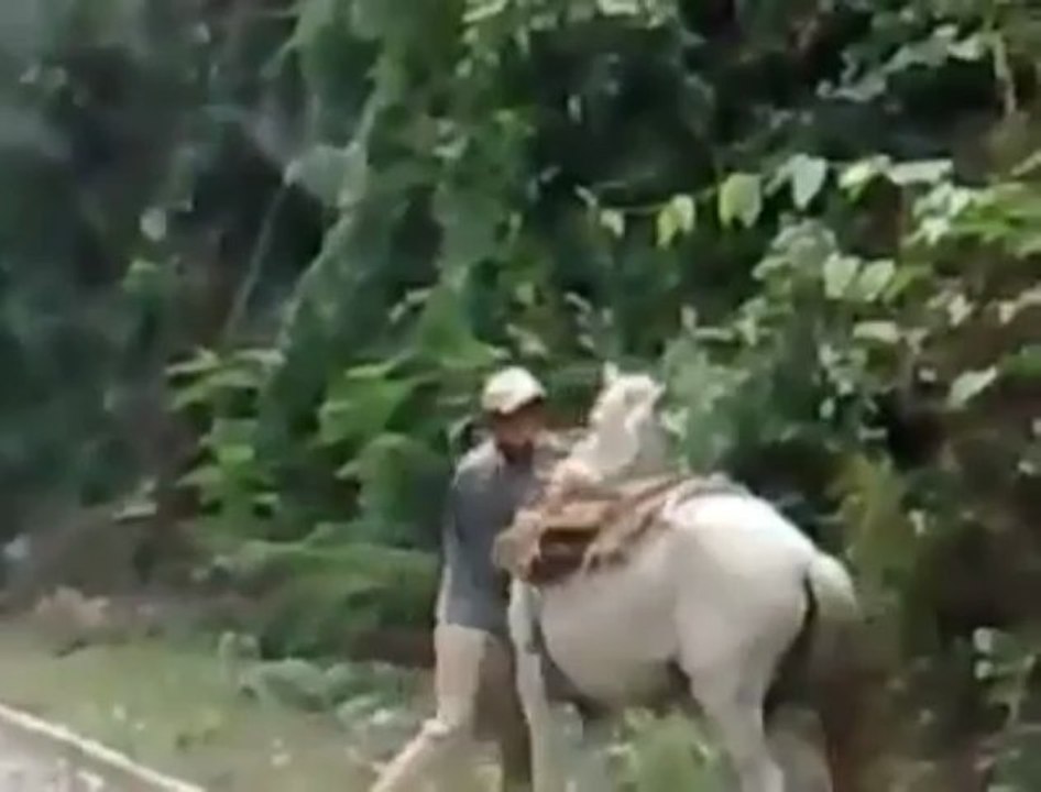 Este borracho intentando subirse a un caballo