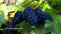 Stock Video - Wine Country 0102 - Stock Footage - Video Backgrounds